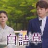 白詰草