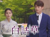 白詰草