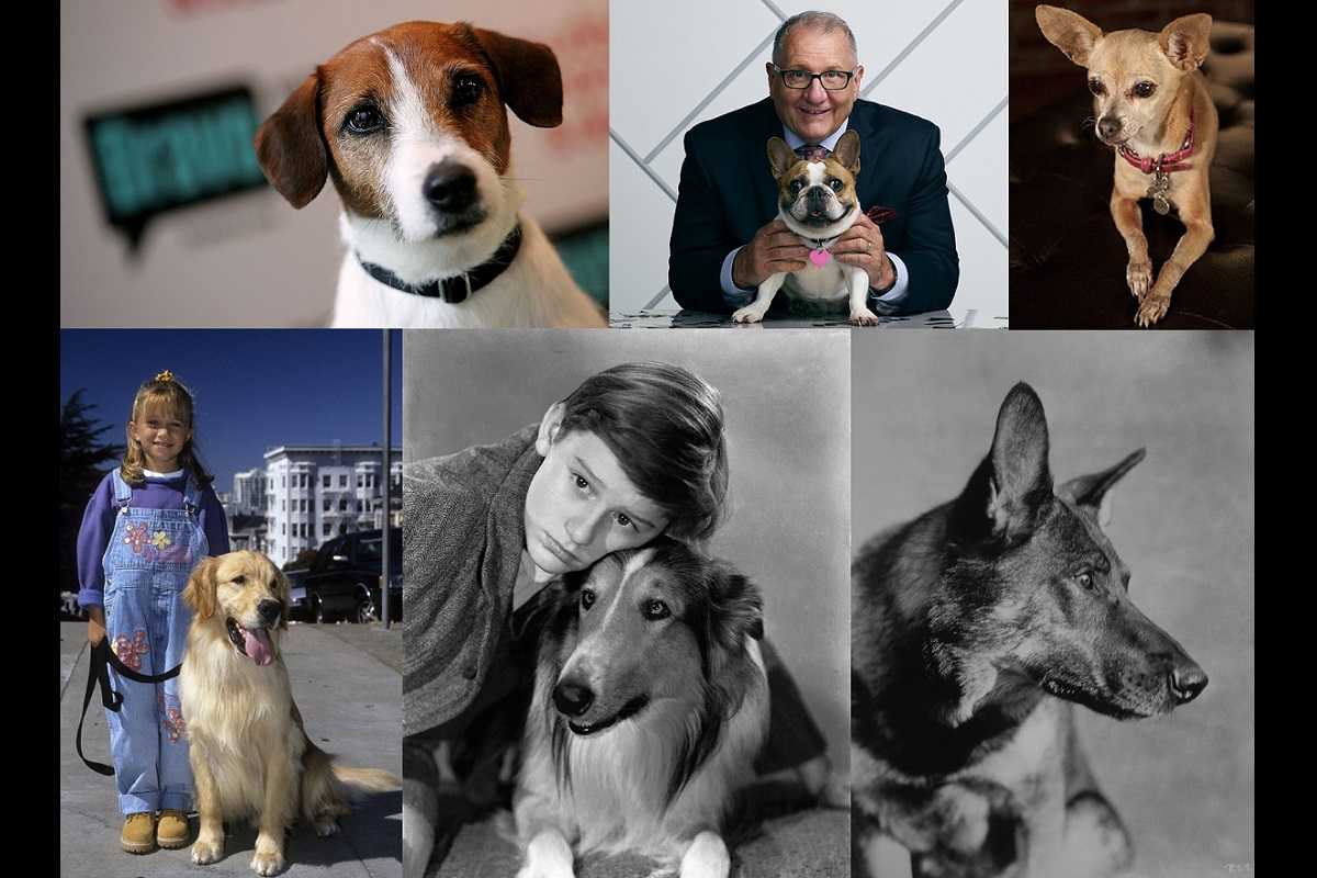 【犬の日記念】『フルハウス』『名犬ラッシー』『モダン・ファミリー』...TVで最も有名なワンちゃん