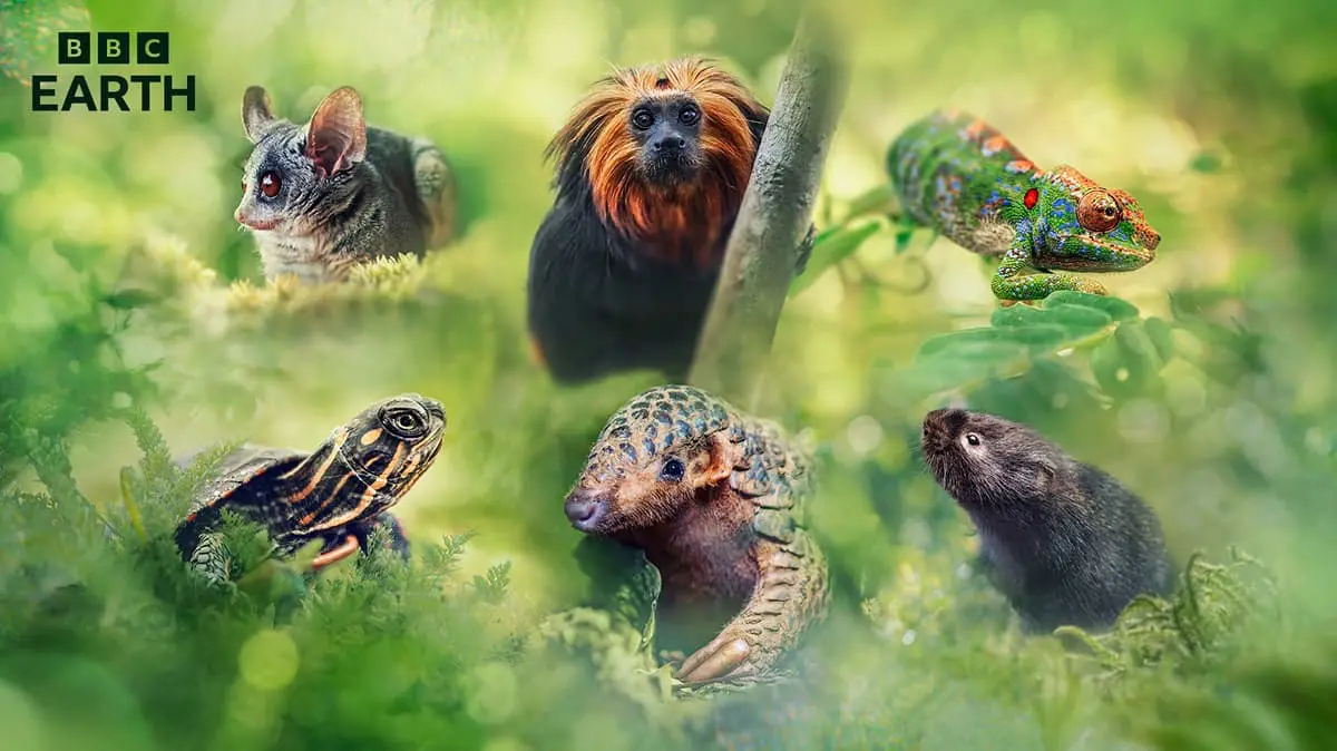 BBC Earth 2024 ビッグ・リトル・ジャーニーズ～小さな冒険者たち～』9 
