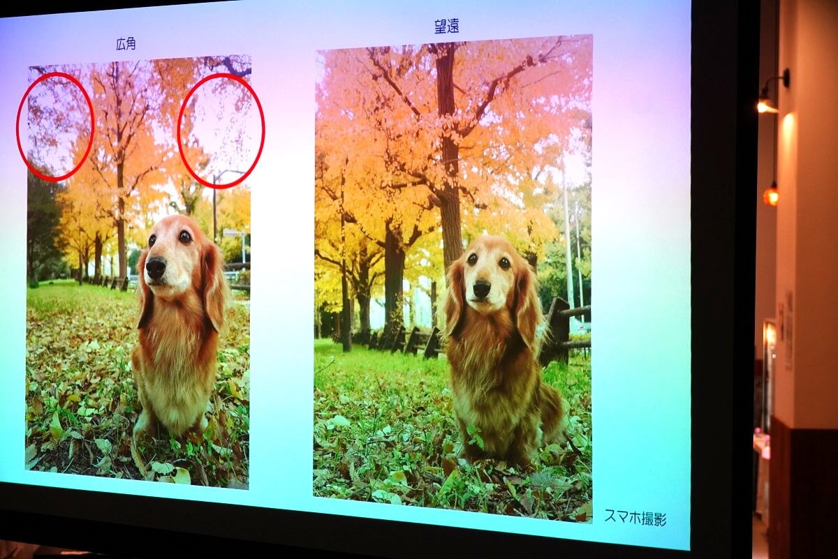 ハドソン&レックス~セントジョンズ警察シェパード犬刑事