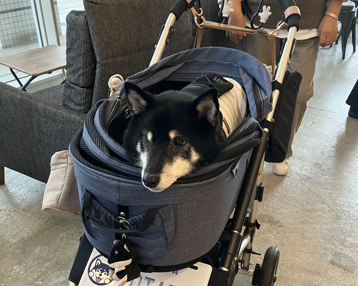 ハドソン&レックス~セントジョンズ警察シェパード犬刑事