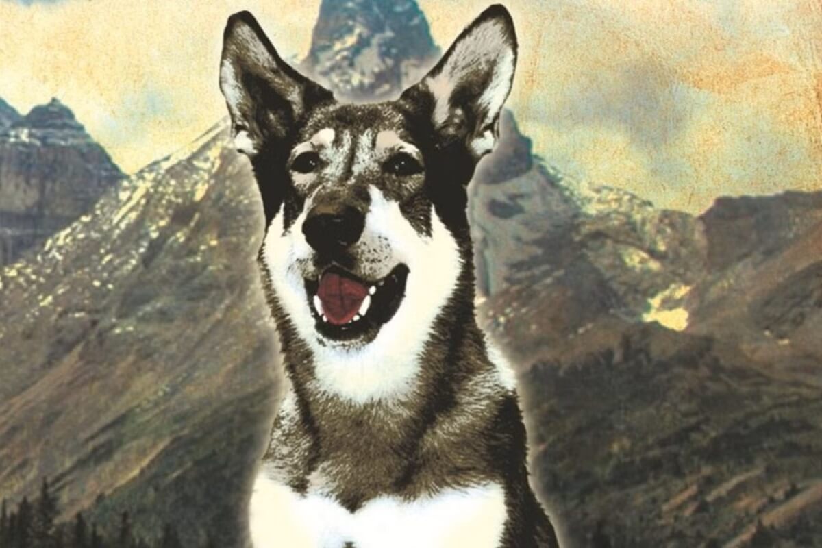 名犬ロッキー